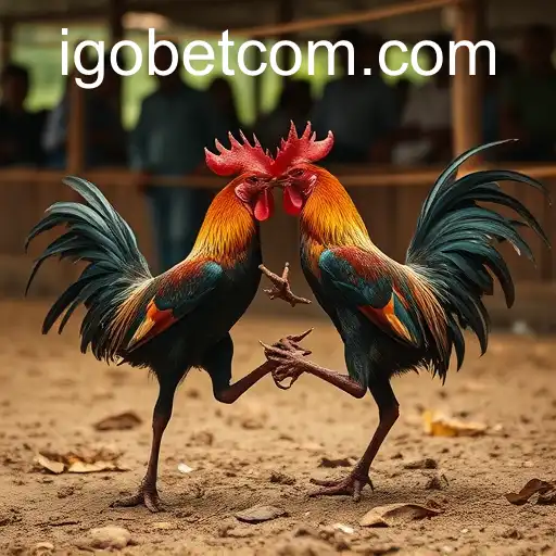 Understanding Sabong Games and Their Technological Evolution with iGO Casino